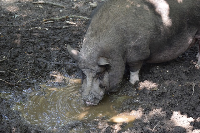 为对手创造 为对手创造